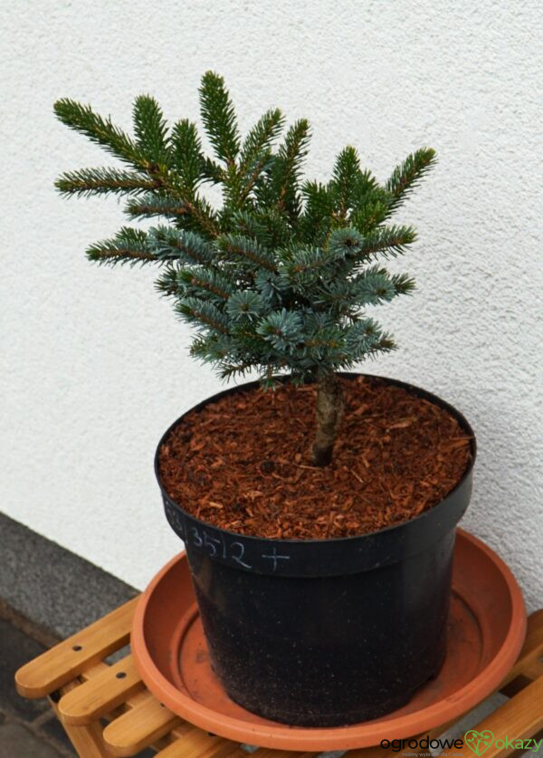 ŚWIERK DWUBARWNY HOWELL'S DWARF Picea bicolor