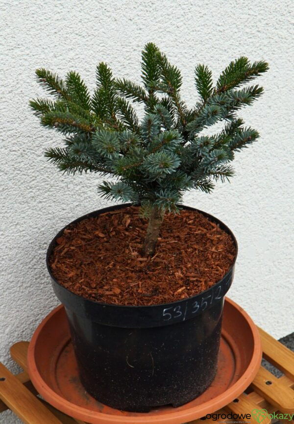 ŚWIERK DWUBARWNY HOWELL'S DWARF Picea bicolor