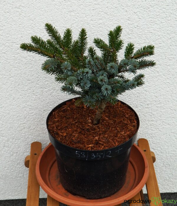 ŚWIERK DWUBARWNY HOWELL'S DWARF Picea bicolor