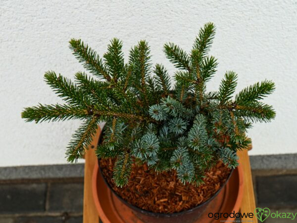 ŚWIERK DWUBARWNY HOWELL'S DWARF Picea bicolor