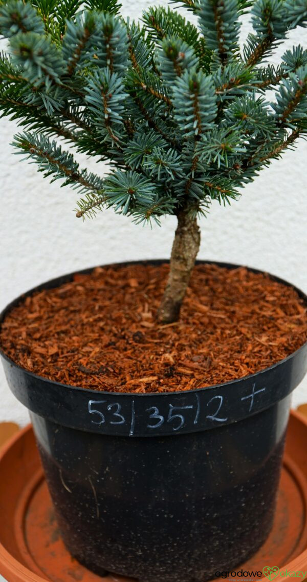 ŚWIERK DWUBARWNY HOWELL'S DWARF Picea bicolor