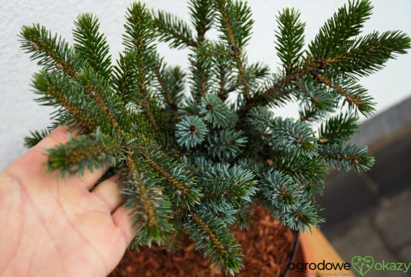 ŚWIERK DWUBARWNY HOWELL'S DWARF Picea bicolor