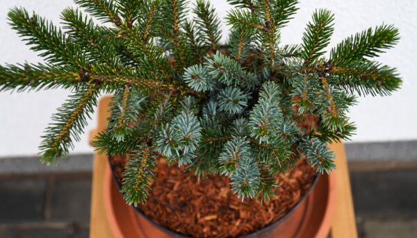 ŚWIERK DWUBARWNY HOWELL'S DWARF Picea bicolor