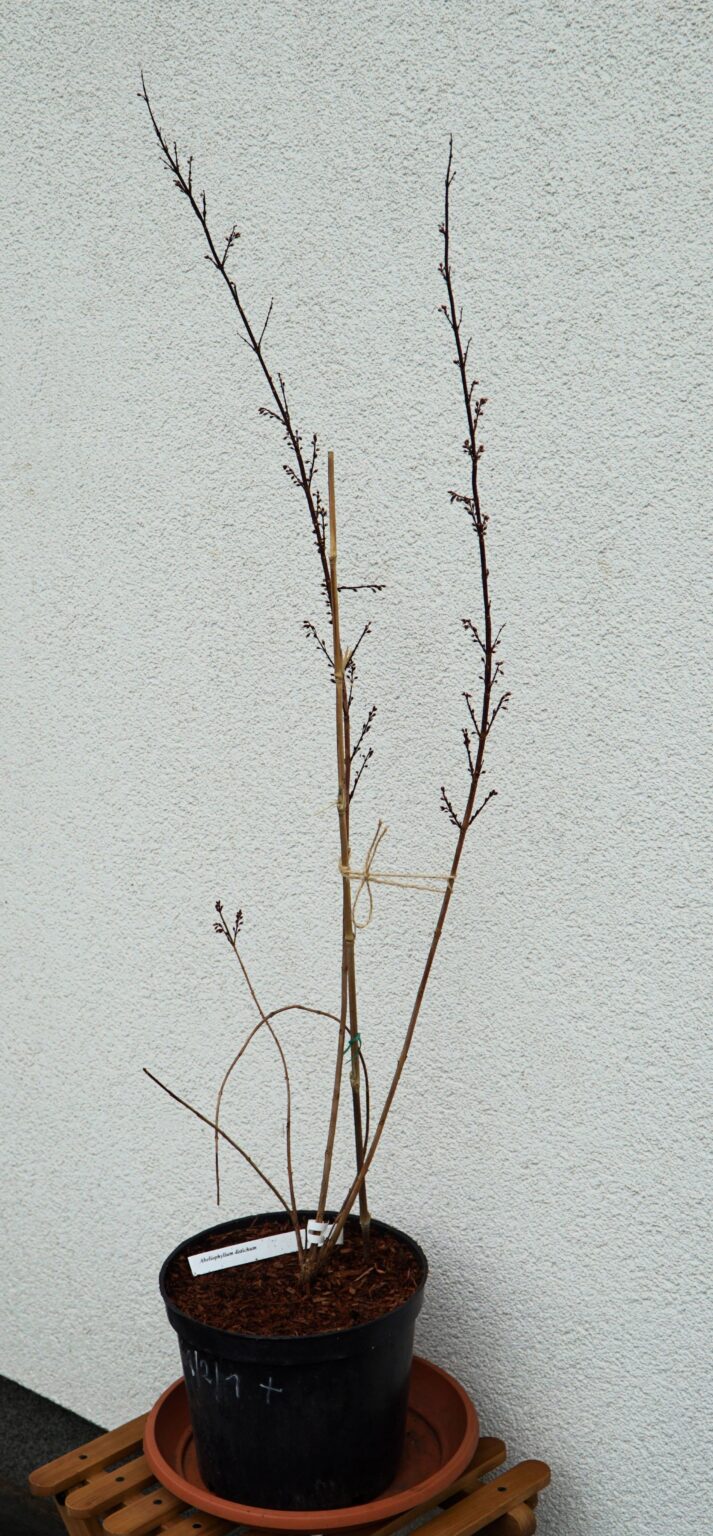 ABELIOFYLUM KOREAŃSKIE Abeliophyllum distichum BIAŁA FORSYCJA