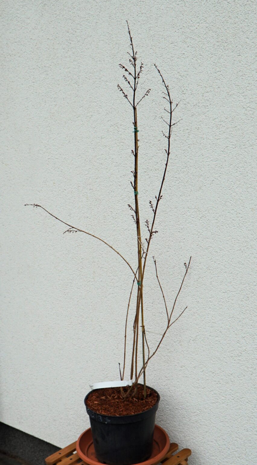 ABELIOFYLUM KOREAŃSKIE Abeliophyllum distichum BIAŁA FORSYCJA
