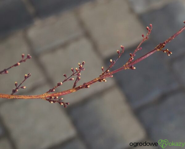 ABELIOFYLUM KOREAŃSKIE ROSEUM Abeliophyllum distichum 'Roseum' RÓŻOWA FORSYCJA