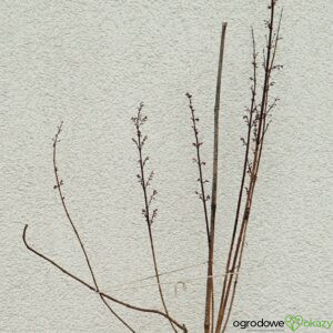 ABELIOFYLUM KOREAŃSKIE ROSEUM Abeliophyllum distichum 'Roseum' RÓŻOWA FORSYCJA