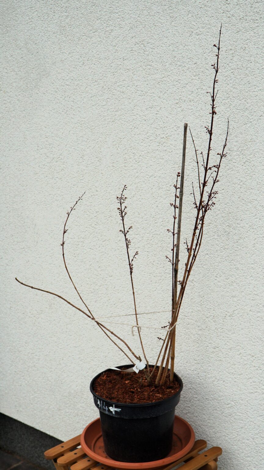 ABELIOFYLUM KOREAŃSKIE ROSEUM Abeliophyllum distichum 'Roseum' RÓŻOWA FORSYCJA