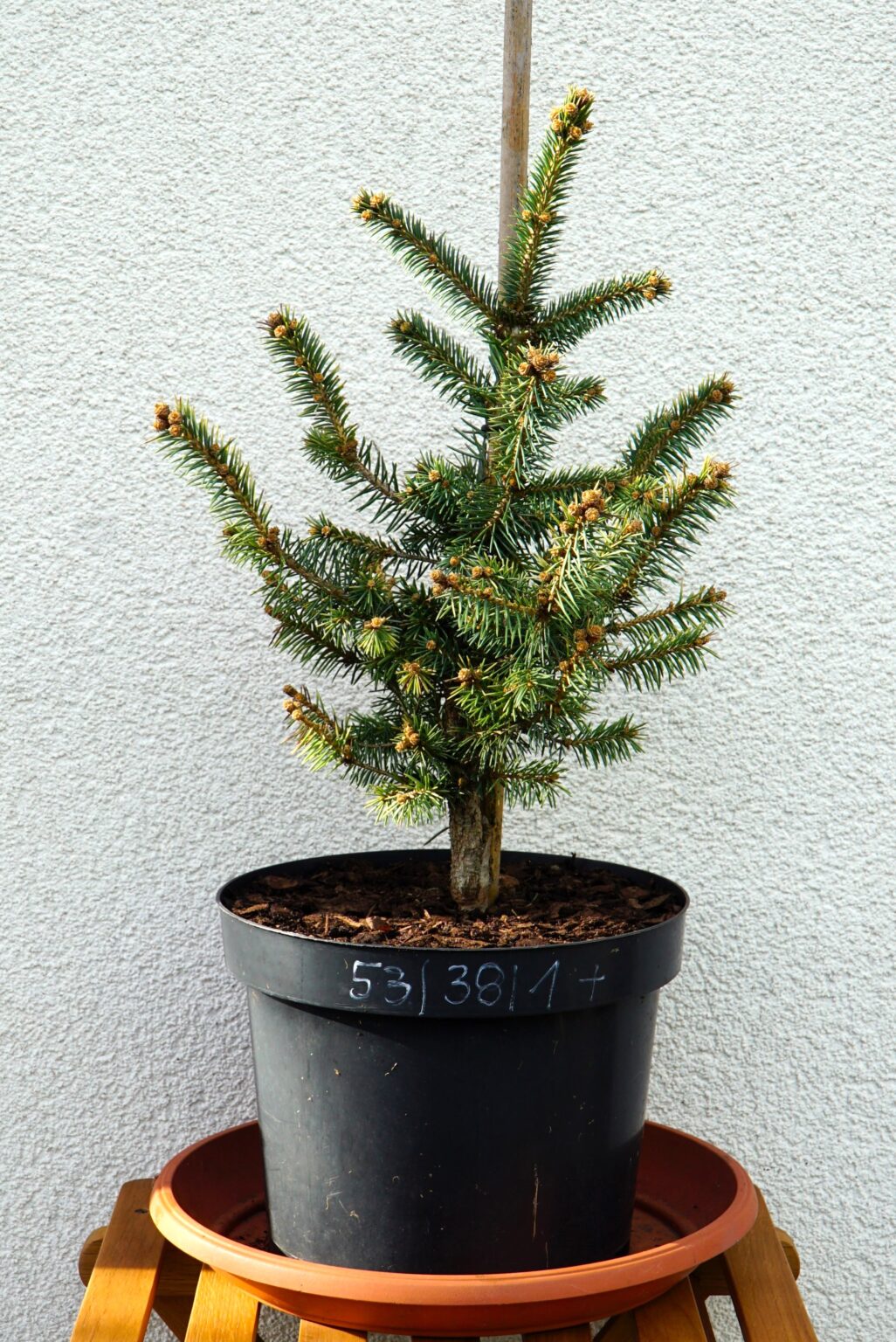 ŚWIERK KŁUJĄCY DONAHUE Picea pungens