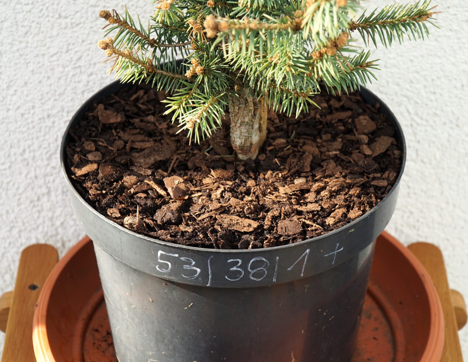 ŚWIERK KŁUJĄCY DONAHUE Picea pungens