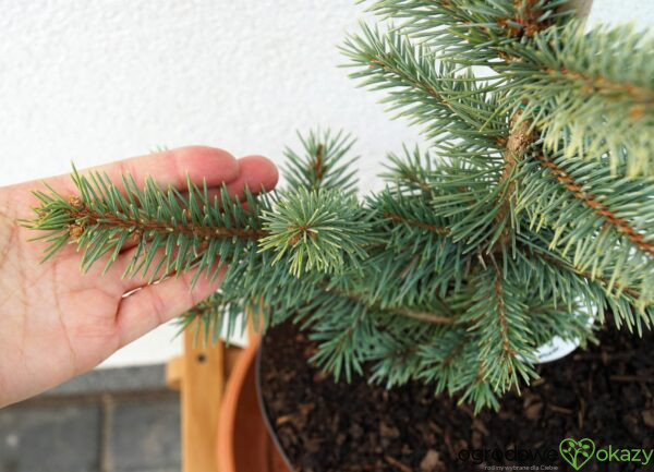 ŚWIERK KŁUJĄCY MARIA Picea pungens