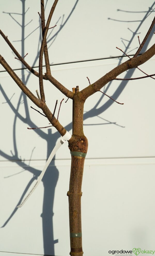 KLON ŚCIĘTOLISTNY SHUNE-NISHIKI Acer truncatum