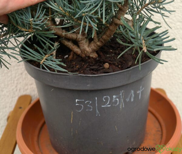 JODŁA JEDNOBARWNA KALIFORNIJSKA PYGMAEA Abies concolor Pygmaea