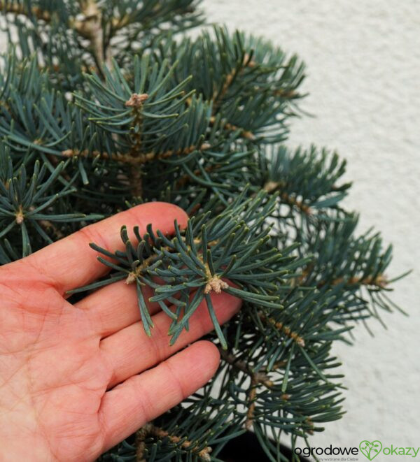 JODŁA JEDNOBARWNA KALIFORNIJSKA PYGMAEA Abies concolor Pygmaea