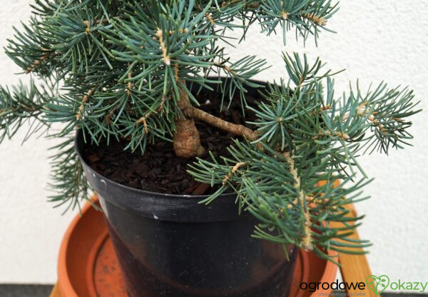 JODŁA JEDNOBARWNA KALIFORNIJSKA PYGMAEA Abies concolor Pygmaea