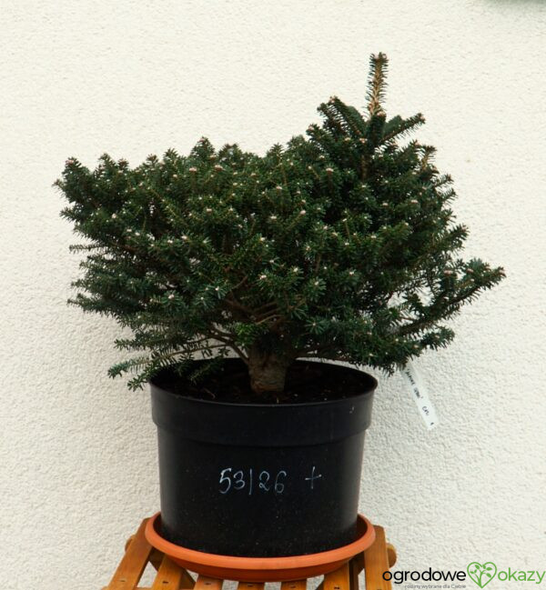 JODŁA KOREAŃSKA ALPINE STAR Abies koreana