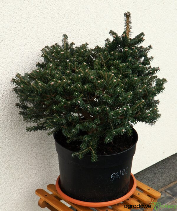 JODŁA KOREAŃSKA ALPINE STAR Abies koreana