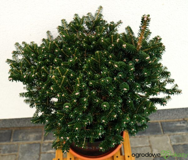 JODŁA KOREAŃSKA ALPINE STAR Abies koreana