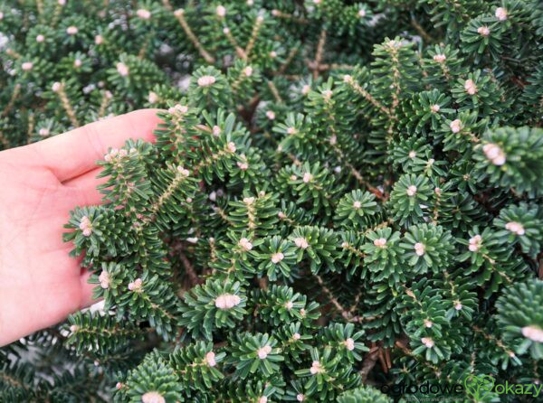 JODŁA KOREAŃSKA ALPINE STAR Abies koreana