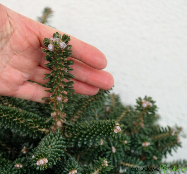 JODŁA KOREAŃSKA ALPINE STAR Abies koreana