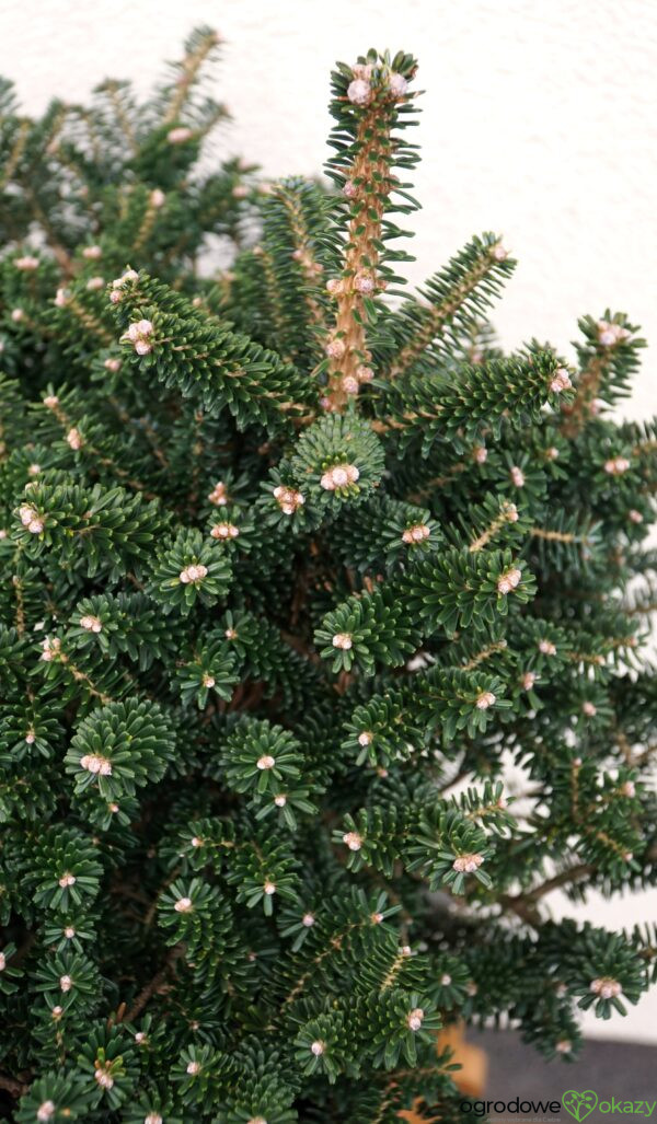 JODŁA KOREAŃSKA ALPINE STAR Abies koreana