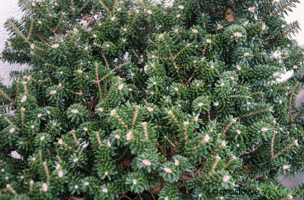 JODŁA KOREAŃSKA ALPINE STAR Abies koreana