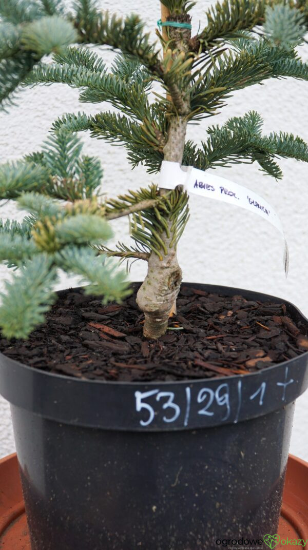 JODŁA SZLACHETNA GLAUCA Abies procera