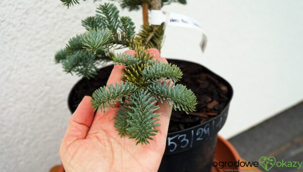 JODŁA SZLACHETNA GLAUCA Abies procera