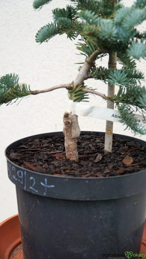 JODŁA SZLACHETNA GLAUCA Abies procera