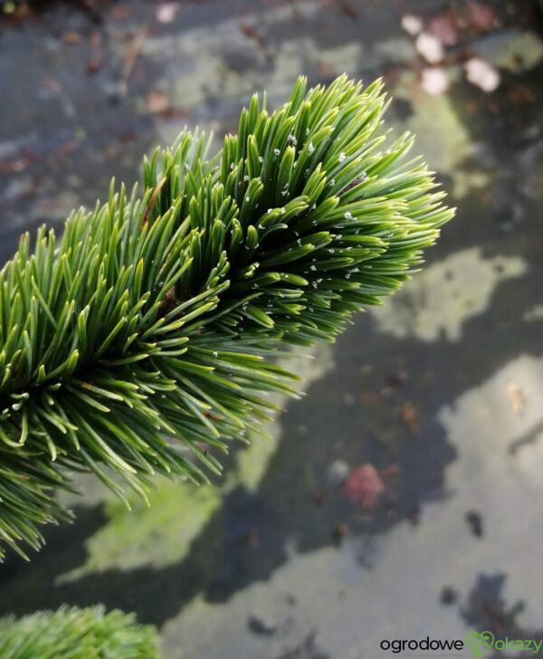 SOSNA OŚCISTA Pinus aristata