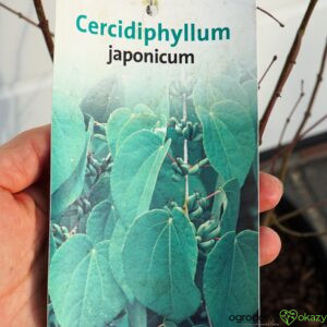 GRUJECZNIK JAPOŃSKI Cercidiphyllum japonicum