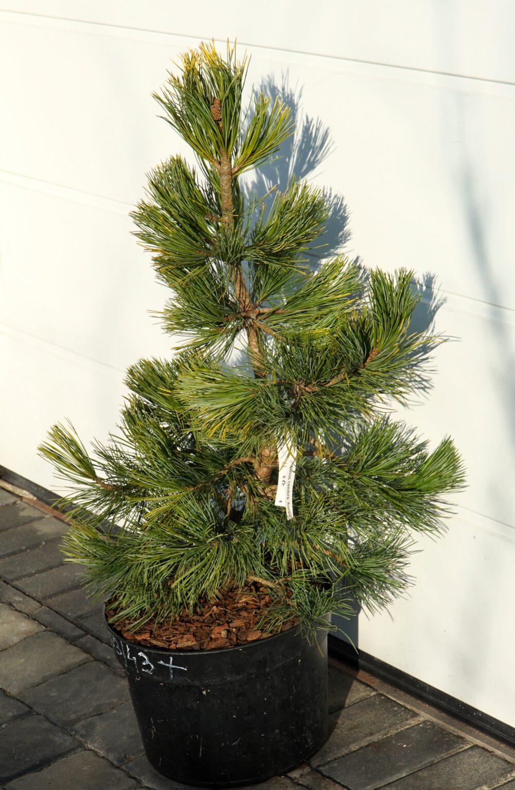 SOSNA LIMBA AUREA Pinus cembra