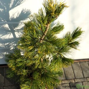SOSNA LIMBA AUREA Pinus cembra