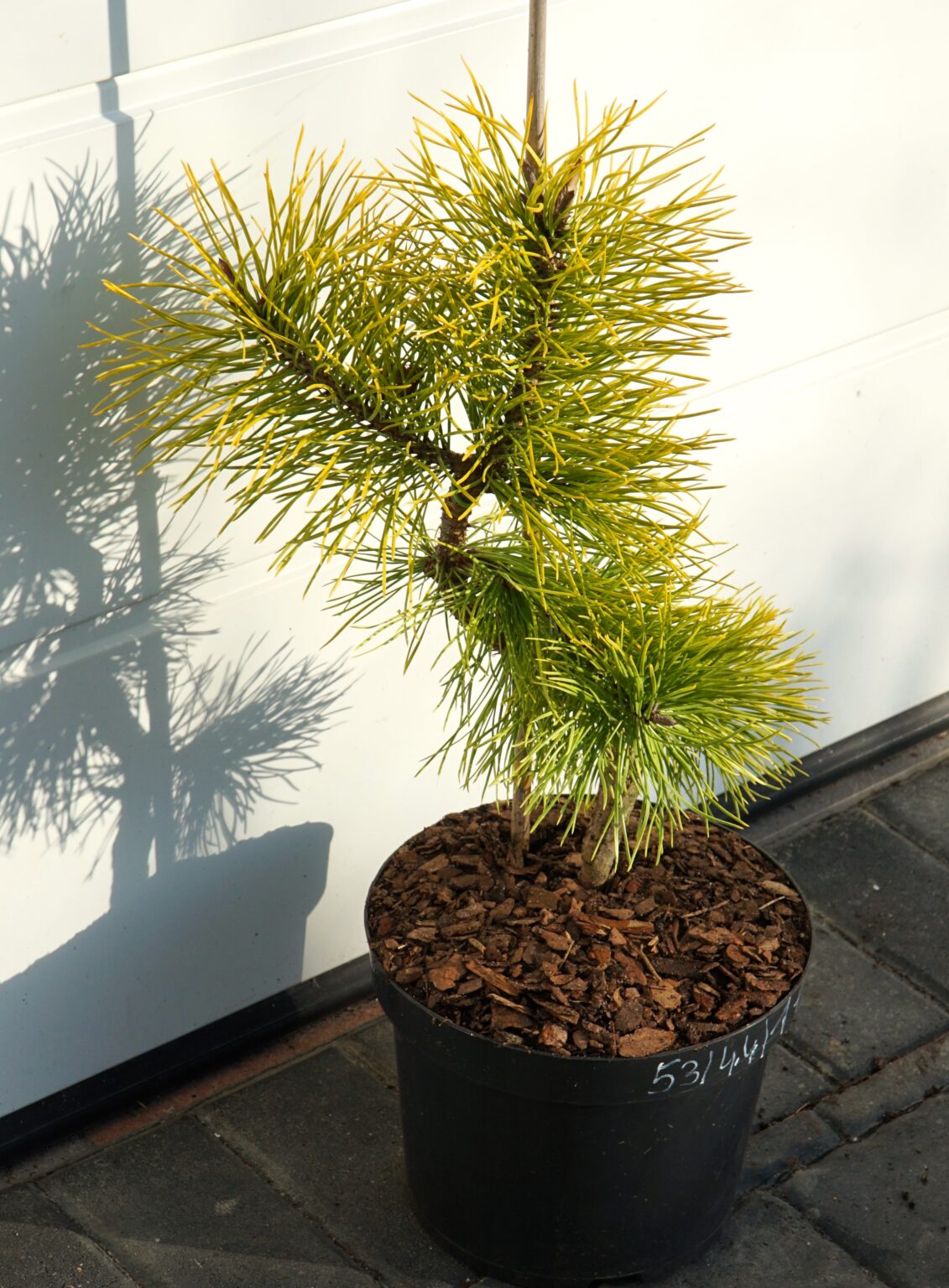 SOSNA WYDMOWA CHIEF JOSEPH Pinus contorta