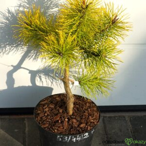 SOSNA WYDMOWA CHIEF JOSEPH Pinus contorta
