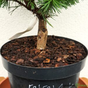 SOSNA GÓRSKA LITOMYŚL Pinus mugo