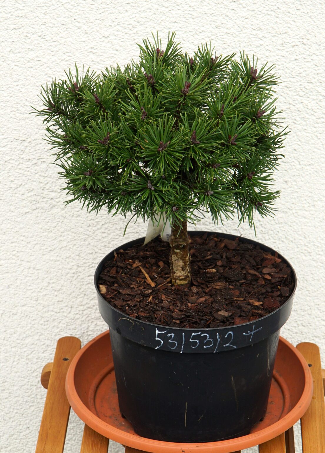 SOSNA GÓRSKA LITOMYŚL Pinus mugo
