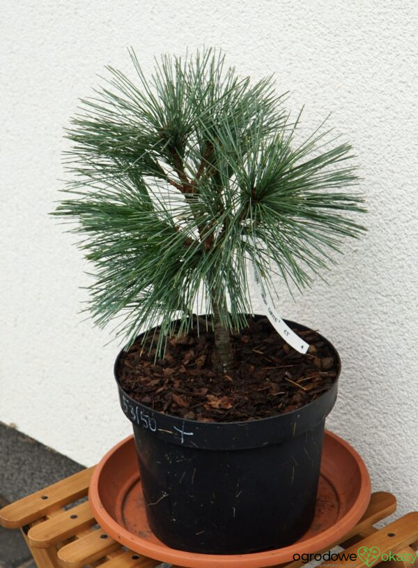 SOSNA ZACHODNIA SNOW WHITE Pinus monticola