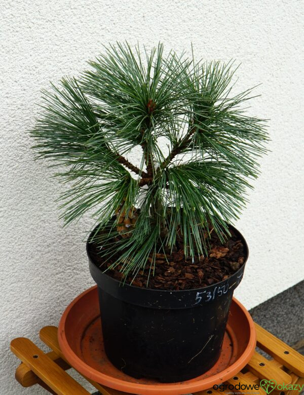 SOSNA ZACHODNIA SNOW WHITE Pinus monticola