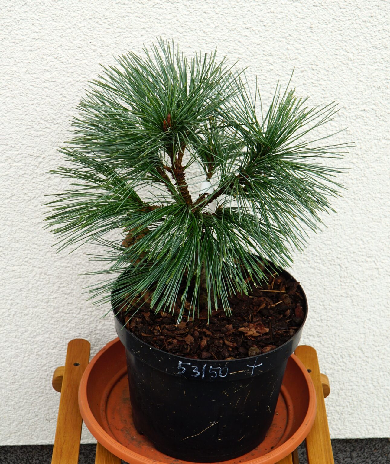 SOSNA ZACHODNIA SNOW WHITE Pinus monticola
