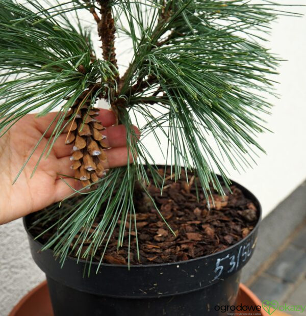 SOSNA ZACHODNIA SNOW WHITE Pinus monticola