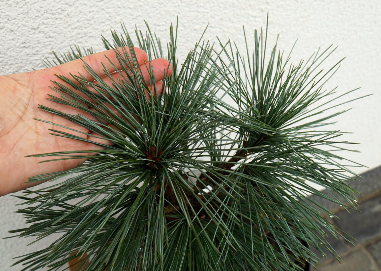 SOSNA ZACHODNIA SNOW WHITE Pinus monticola