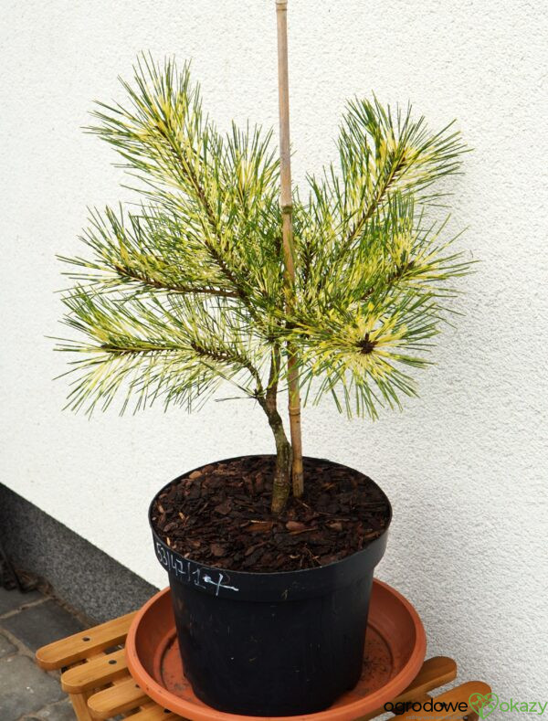 SOSNA GĘSTOKWIATOWA RAINBOW Pinus densiflora