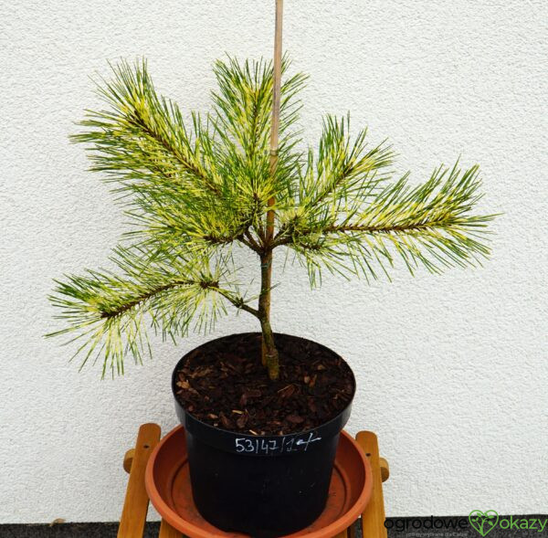 SOSNA GĘSTOKWIATOWA RAINBOW Pinus densiflora