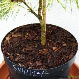 SOSNA GĘSTOKWIATOWA RAINBOW Pinus densiflora