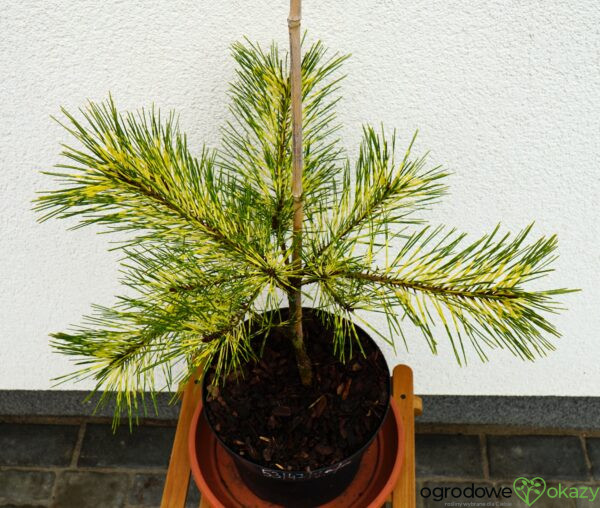 SOSNA GĘSTOKWIATOWA RAINBOW Pinus densiflora