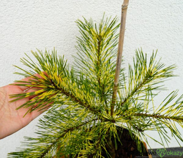 SOSNA GĘSTOKWIATOWA RAINBOW Pinus densiflora