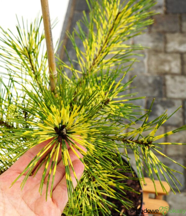 SOSNA GĘSTOKWIATOWA RAINBOW Pinus densiflora