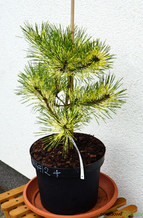 SOSNA GĘSTOKWIATOWA RAINBOW Pinus densiflora