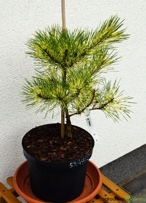 SOSNA GĘSTOKWIATOWA RAINBOW Pinus densiflora